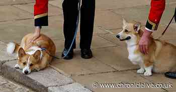 Duchess of York says the Queen 'talks to her' every morning through her corgis
