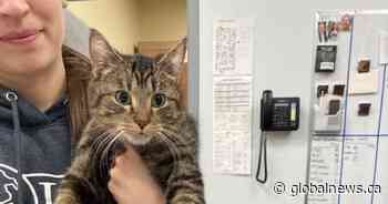 Edmonton cat born with 6 legs recovering after surgery