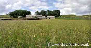 The County Durham nature reserve rich in wildlife named among 'finest in UK'