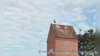 Gifhorner Storchendrama: Landkreis genehmigte drastischen Eingriff