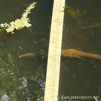 Brandweer redt vis bij Molenpad uit benarde situatie