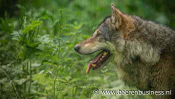 Wolf Spijtebijt en spoor zoeken Commissie Schoof