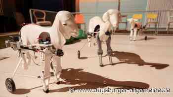 Määääh! Määääh! Mozart! Das Staatstheater Augsburg lässt drei Ziegen singen