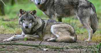 Wolfsdebatte: Wir befinden uns noch im Lernprozess
