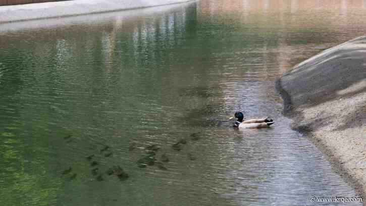 UNM announces reopening date of Duck Pond