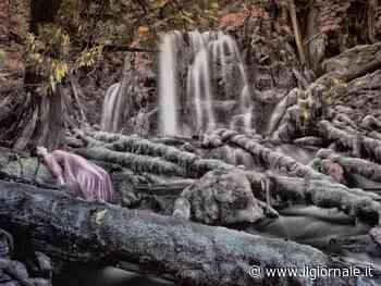 La Natura misteriosa di Patricia Dinu