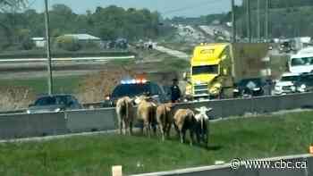 Cows running loose on Highway 400 in King Township, causing traffic chaos: OPP