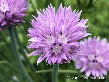 Brian Minter: Why May long weekend is the best time to plant your garden