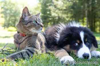 Cheyenne Animal Shelter Letting You Name Your Price On Adoptions