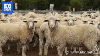 Potential closure of historic saleyards concerns farmers