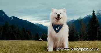 Dogs play positive role in enhancing exercise and mental wellbeing