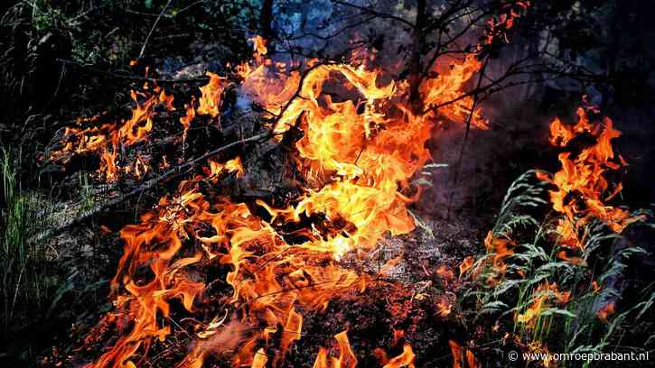 Wéér brand in Oisterwijkse bossen, vuur vermoedelijk aangestoken