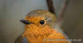 Gardeners urged to take vital action to support robins, blackbirds and more wildlife