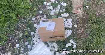 Woman's anger after spiders stolen from home - but urges public not to be scared