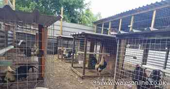 'Deeply cruel' cockfighting pit at stables uncovered in police raid