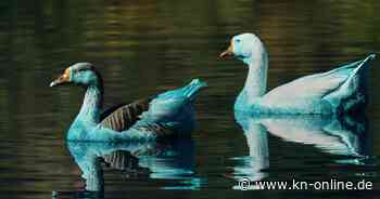 Brasilien: Blau gefärbte Tiere nach Chemieunfall in See