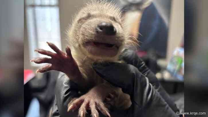 Baby raccoon in Colorado revived with compressions