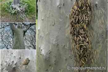 Spinselmotten zorgen voor mysterieuze witte webben in Purmerend