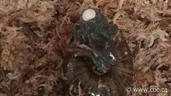 Researchers egg-static to capture 1st footage of this rare snail spawning from its neck