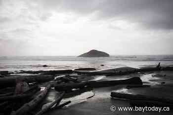 Bryde's whale washes ashore in only known sighting of the animal in B.C.