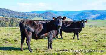 Water rich High Country grazing property at Corryong to go under the hammer