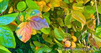 Discovery of a new tree could lead to a planting | In Fiona's Garden