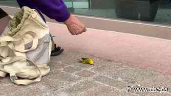 Nature Regina unites enthusiasts to document and rescue birds that hit windows