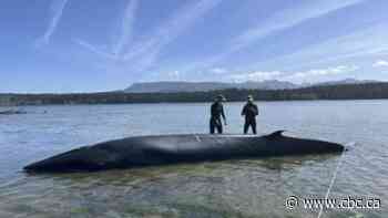 Rare whale washes up on Vancouver Island, in possible 1st sighting of species in B.C.
