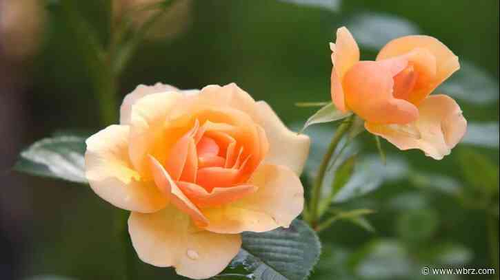 Friday's Health Report: How owning plants can improve mental health