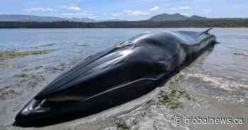 Whale never seen in B.C. waters washes up dead on Vancouver Island beach