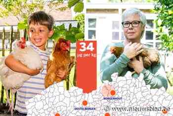Deze kippenhouders schrikken zich een hoedje: “Hoezo te veel PFAS in onze eitjes? Wij wonen in landbouwgebied”