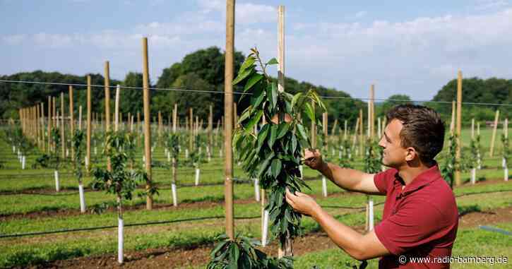 Der Regen fehlt: nur kleine Kirschen aus Franken?