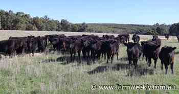 Quality line-up and a full yarding expected at this upcoming store sale