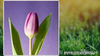 Philomena Trips, 98 jaar