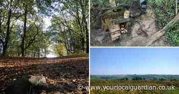 The beautiful forest that inspired Winnie the Pooh just 2 hours from London