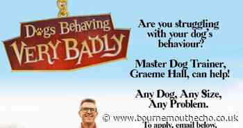 Channel 5 show searching for dog owners who need help