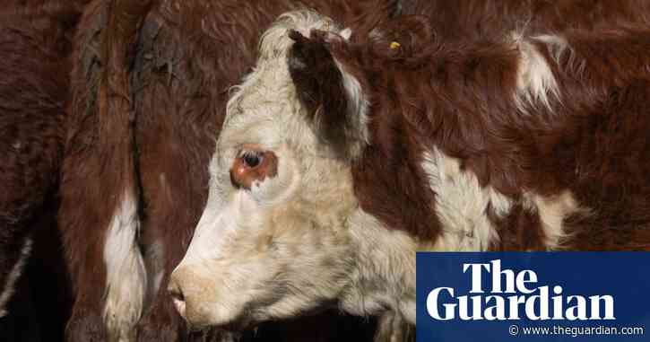 Government records show emergency killings of thousands of livestock after transport to Australian export abattoirs