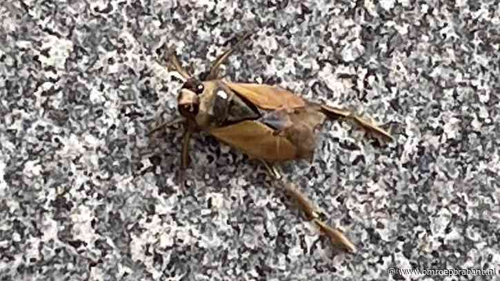 Dit insect heeft een serieus probleem, Frans Kapteijns legt uit