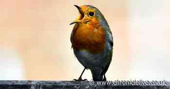 Gardeners who love robins warned they could be putting beloved birds in danger
