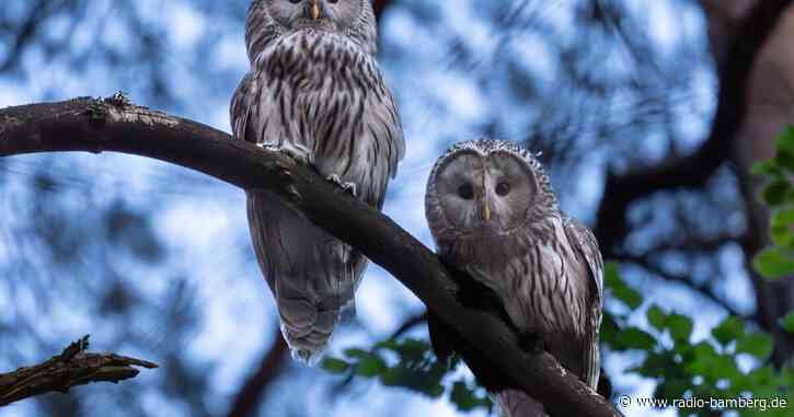 Erneut Habichtskauz-Brut in Nordostbayern