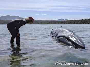 Young Bryde’s whale, rarely seen in B.C., washes up dead on Vancouver Island