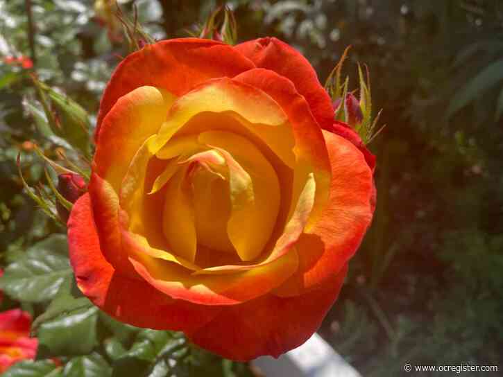 Enjoy a dazzling combination of orange and yellow plants in your garden