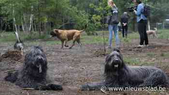 Hondenlosloopzone nabij de Liereman ontziet de natuur: "Vrij loslopen in deze zone, aangelijnd in het natuurreservaat"