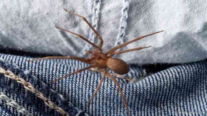 Spider season in Texas: Which ones are dangerous?