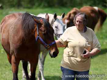 Local horse sanctuary rescues Texas racehorse, hopes she'll still have a home
