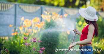 Gardeners urged to place teaspoon of sugar outdoors for this one vital reason