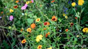 Kornblumen, Klatschmohn und mehr: So legt man eine Wildblumenwiese an