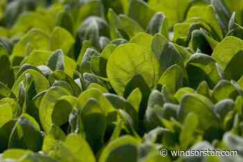 A deadly E. coli outbreak in Walkerton, Ont., changed everything 25 years ago