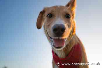 Adorable sign your dog is protecting you and loves you more than anyone else