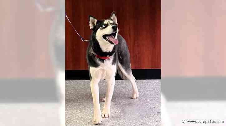 Meet Skyler, the easiest-going husky ever